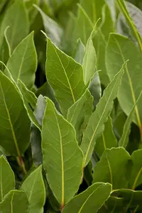 laurus nobilis (110-120 cm) - afbeelding 2