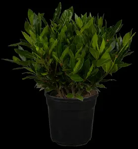 laurus nobilis (125-150 cm) - afbeelding 5