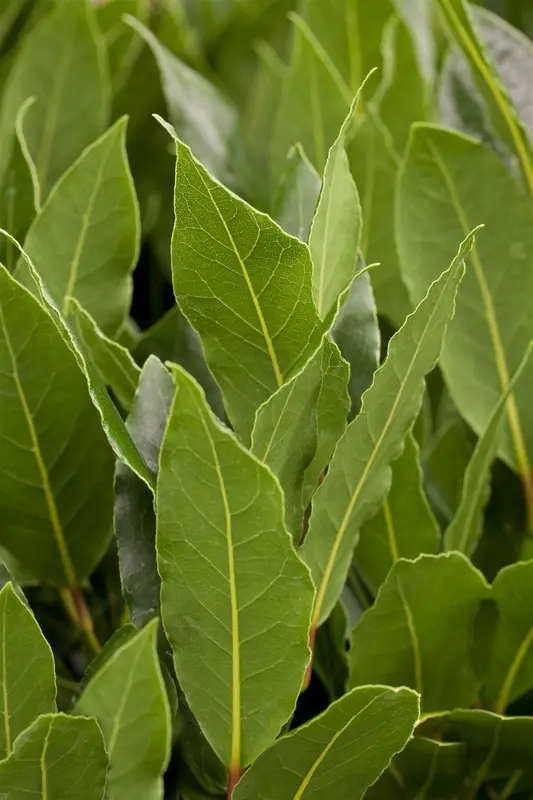 Laurus nobilis 300-350   C180 - afbeelding 1