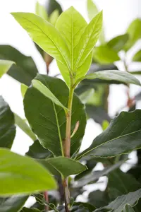 Laurus nobilis 300-350   C180 - afbeelding 2