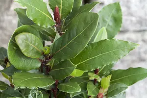 Laurus nobilis 300-350   C180 - afbeelding 5