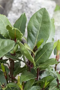 laurus nobilis (80- 90cm) - afbeelding 4