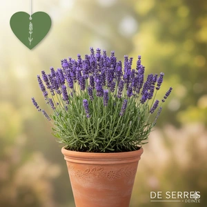 Lavandula angustifolia 'Blue Cushion'® P9