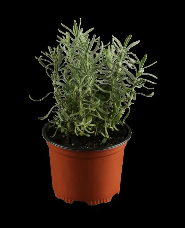 Lavandula ang. 'Dwarf Silver' P9 - afbeelding 1