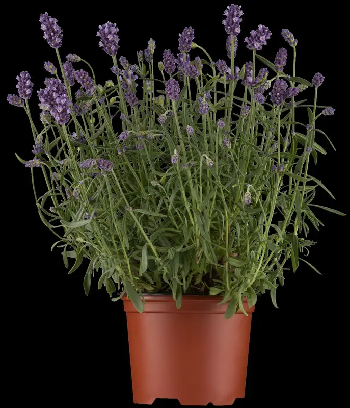 Lavandula ang. 'Dwarf Silver' P9 - afbeelding 3