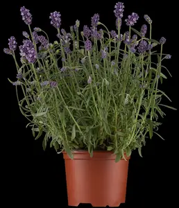 Lavandula ang. 'Dwarf Silver' P9 - afbeelding 3