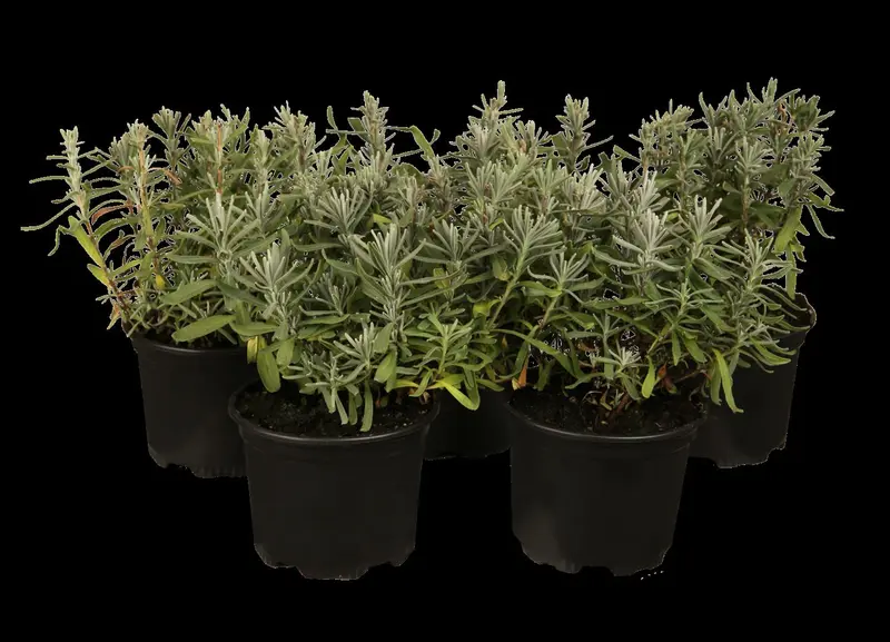 Lavandula ang. 'Dwarf Silver' P9 - afbeelding 2