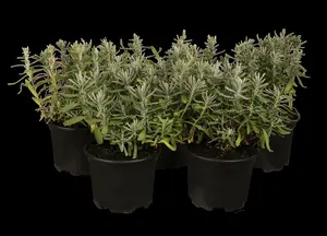 Lavandula ang. 'Dwarf Silver' P9 - afbeelding 2
