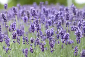 Hidcote - afbeelding 5