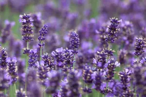 Hidcote Blue - afbeelding 6