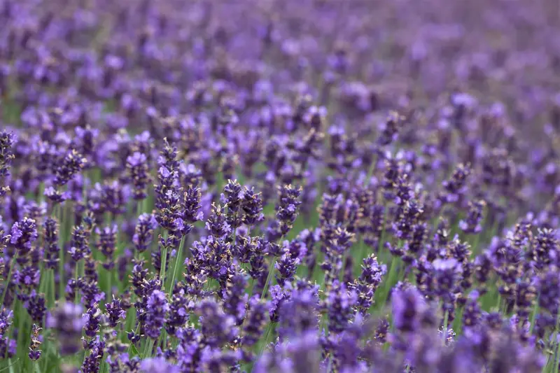 Hidcote Blue - afbeelding 7