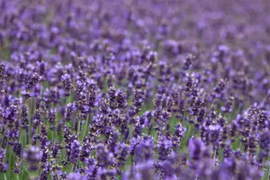 Hidcote Blue - afbeelding 7