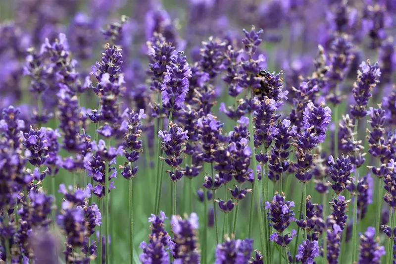 Hidcote Blue - afbeelding 8
