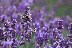 Hidcote Blue - afbeelding 9