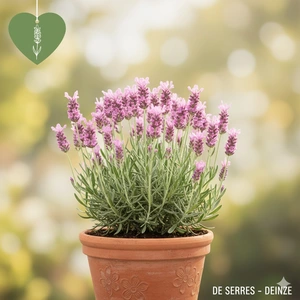 Lavandula angustifolia 'Hidcote Pink' P9