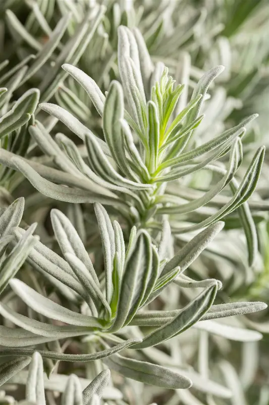 Lavandula ang. 'Silver Mist' P9