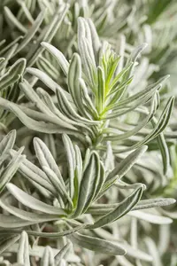 Lavandula ang. 'Silver Mist' P9