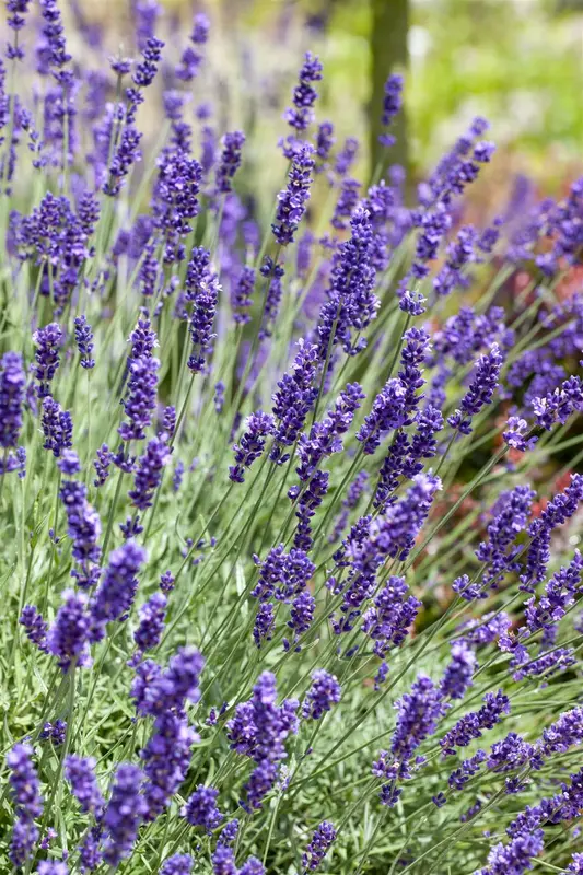 Lavandula ang. 'Superbleu' P9 - afbeelding 1