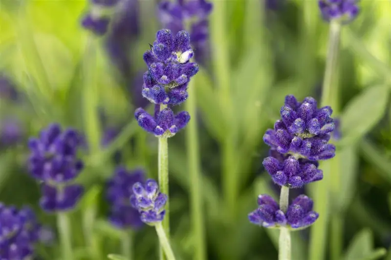 Lavandula ang. 'Superbleu' P9 - afbeelding 2