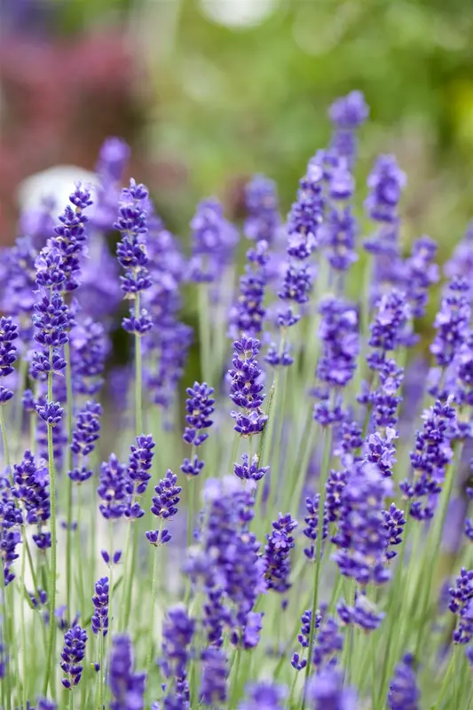 lavandula angustifolia blue scent - £ P10.5 - afbeelding 3