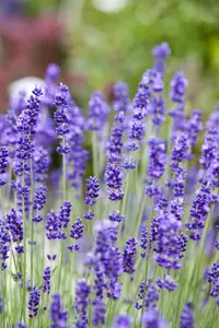 lavandula angustifolia blue scent - £ P10.5 - afbeelding 3