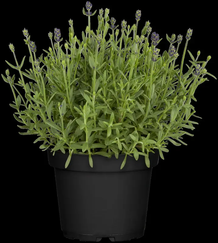 lavandula angustifolia blue scent - £ P10.5 - afbeelding 4
