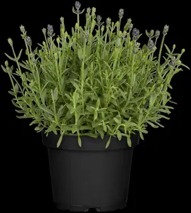 lavandula angustifolia blue scent - £ P10.5 - afbeelding 4