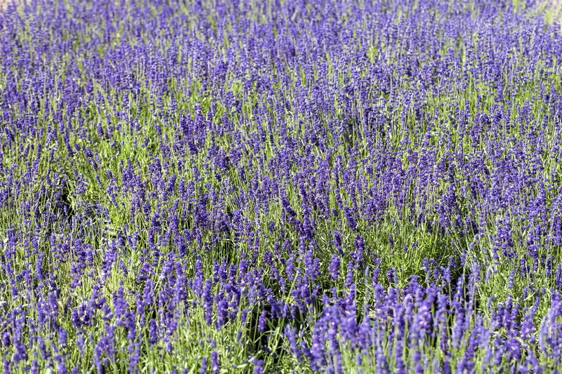 lavandula angustifolia blue scent - £ P10.5 - afbeelding 2