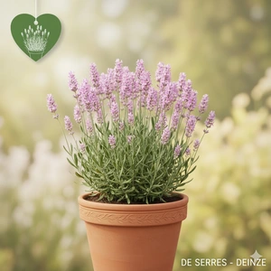 Lavandula angustifolia 'Felice Light Pink'®