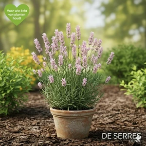 Lavandula angustifolia 'Rosea' P11