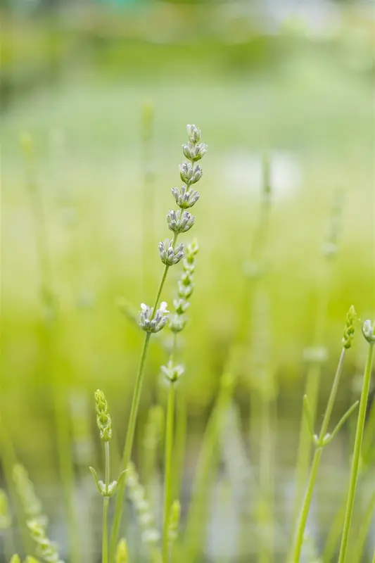 Lavandula int. 'Alba' P9 - afbeelding 3