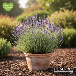 Lavandula x intermedia 'Dutch' P9