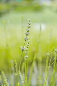 Lavandula int. 'Edelweiss' C2 - afbeelding 3
