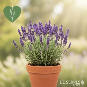 Lavandula x intermedia 'Provence' P9