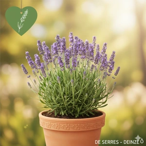 Lavandula latifolia P9