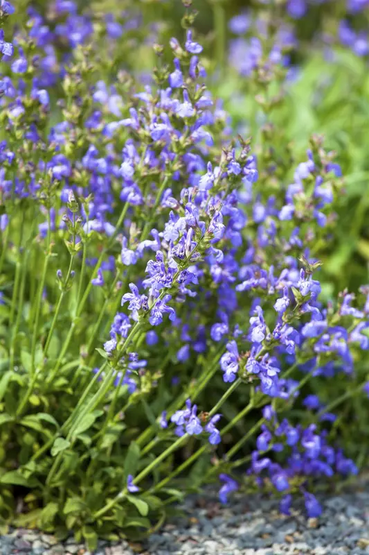 salvia lavandulifolia P9 - afbeelding 2