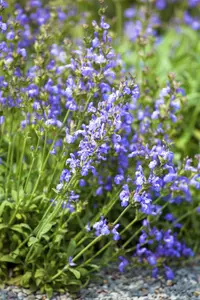 salvia lavandulifolia P9 - afbeelding 2