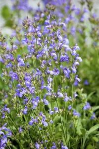 salvia lavandulifolia P9 - afbeelding 3