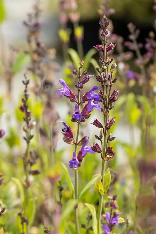salvia lavandulifolia P9 - afbeelding 4