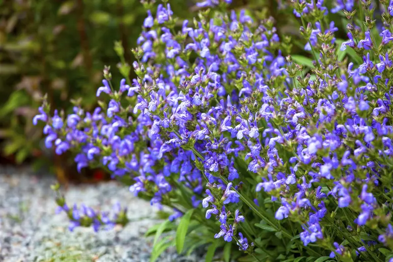 salvia lavandulifolia P9 - afbeelding 1