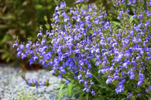 salvia lavandulifolia P9 - afbeelding 5