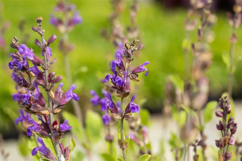 salvia lavandulifolia P9 - afbeelding 5
