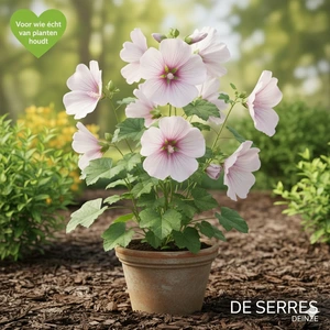 Lavatera x olbia 'Blushing Bride' P9