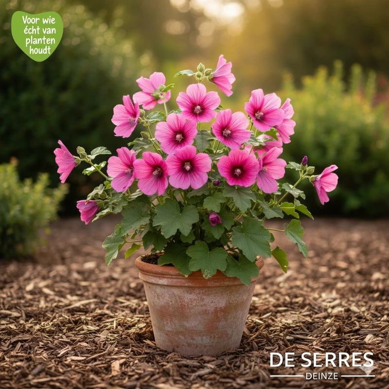 Lavatera x olbia 'Bredon Spring' P9