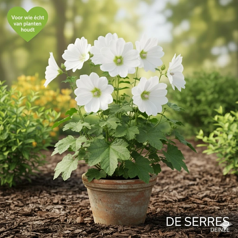 Lavatera x olbia 'Frederique' P9