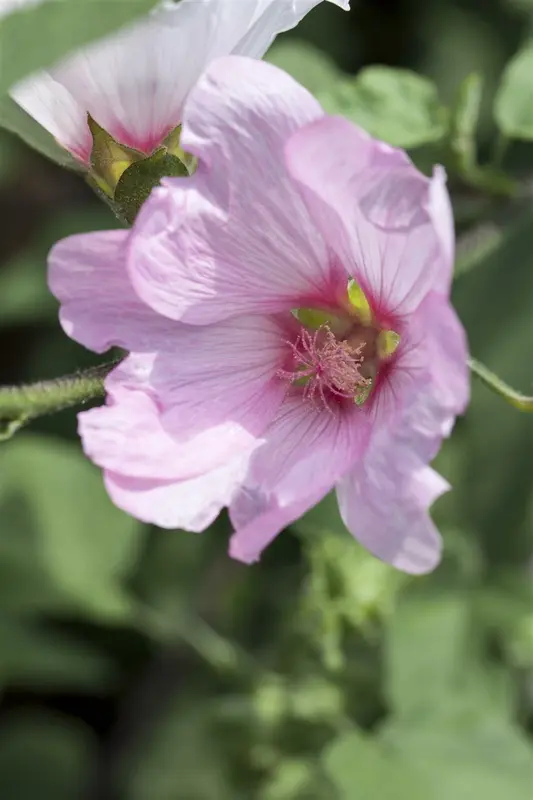 Lavatera hybr. 'Silver Barnsley' P9 - afbeelding 1