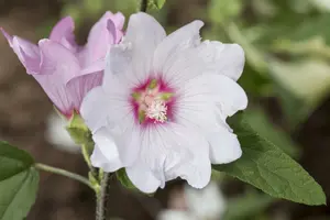 Lavatera hybr. 'Silver Barnsley' P9 - afbeelding 2