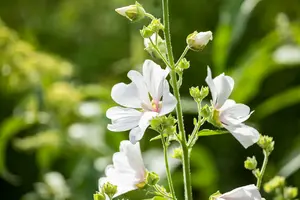 Lavatera hybr. 'Silver Barnsley' P9 - afbeelding 3