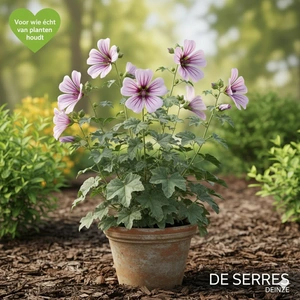 Lavatera maritima P9