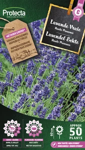 lavendel echte